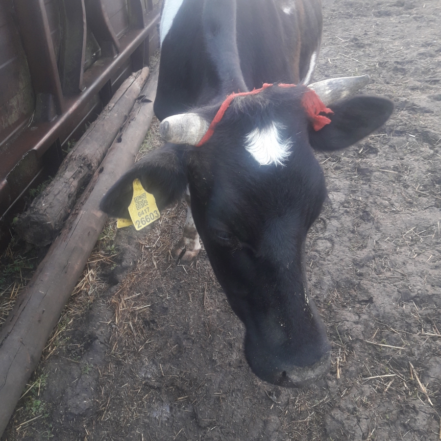 Жительница краснокутского села заявила о запугивании «курдами» из-за бесхозной коровы