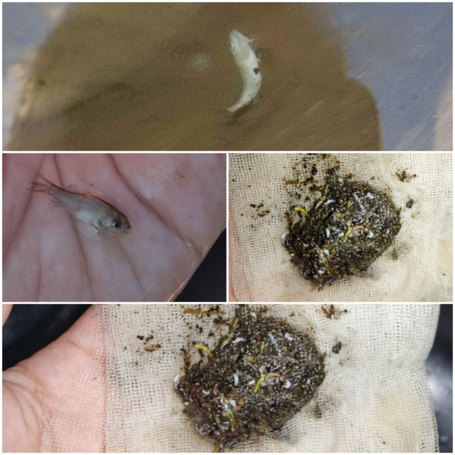 Под Пугачевом женщина пожаловалась на мальков и камни в водопроводной воде