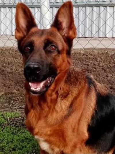 В Саратове овчарка Дейра помогла обнаружить запрещенные вещества в посылке для зэка