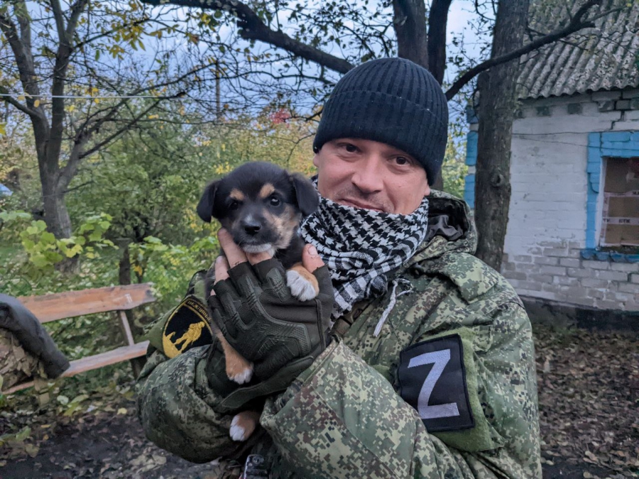 Саратовские участники СВО нашли на фронте оставленных кошек и собак