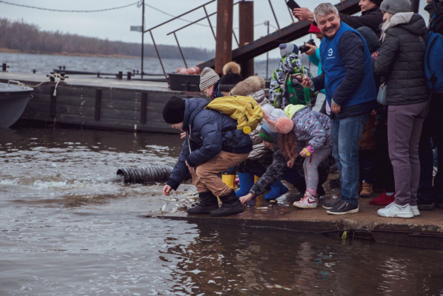 Саратовцы выпустили в Волгу мальков белого амура и сазана