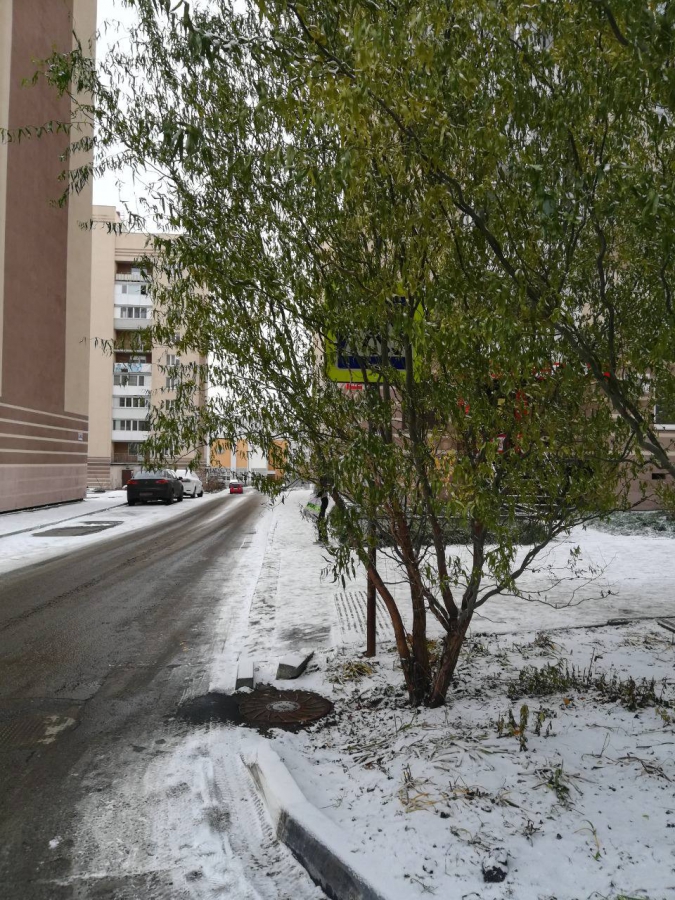 Возле лицея «Солярис» уберут мешающие автомобилистам деревья