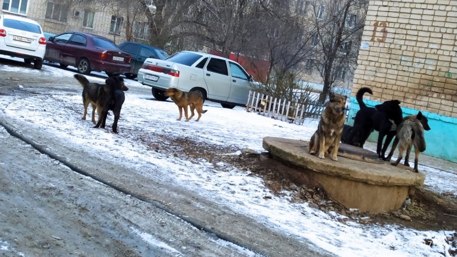 В Балакове собаки накинулись на школьницу и пенсионерку