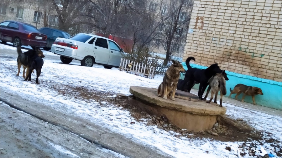 В Балакове собаки накинулись на школьницу и пенсионерку