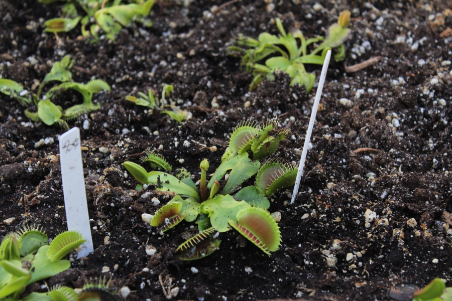 Саратовским журналистам показали растения-хищников и енота Еву