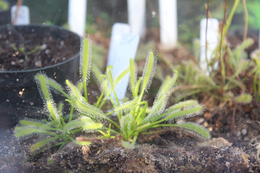 Саратовским журналистам показали растения-хищников и енота Еву