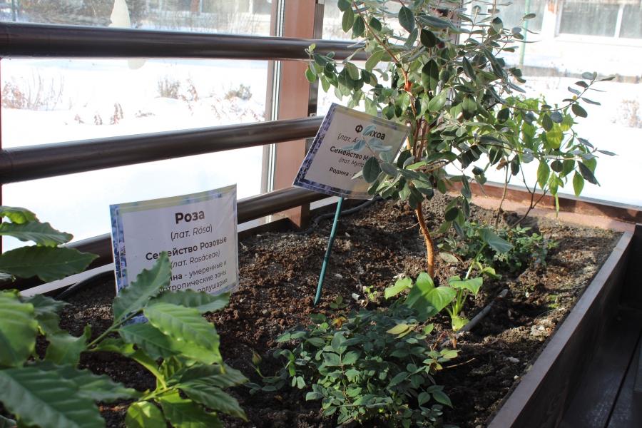 Саратовским журналистам показали растения-хищников и енота Еву