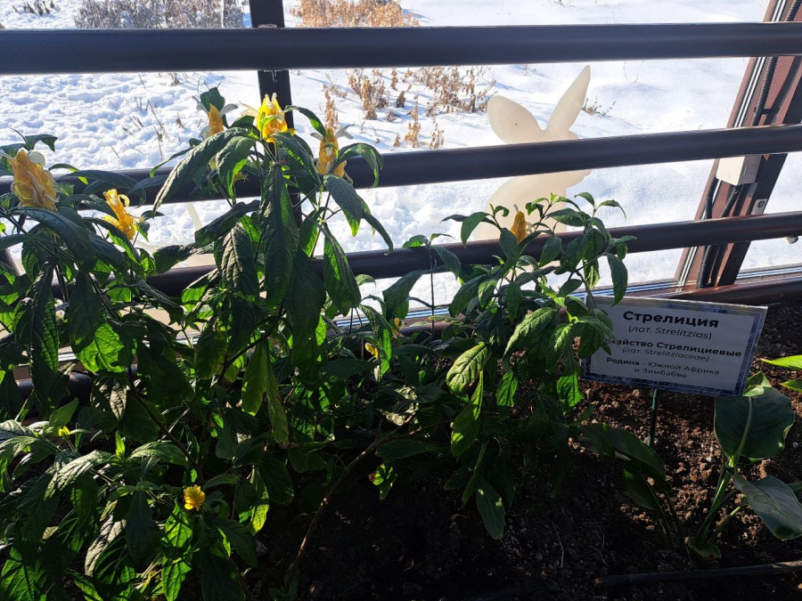 Саратовским журналистам показали растения-хищников и енота Еву