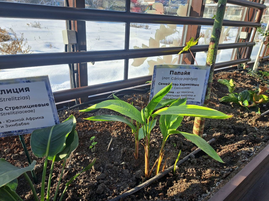 Саратовским журналистам показали растения-хищников и енота Еву