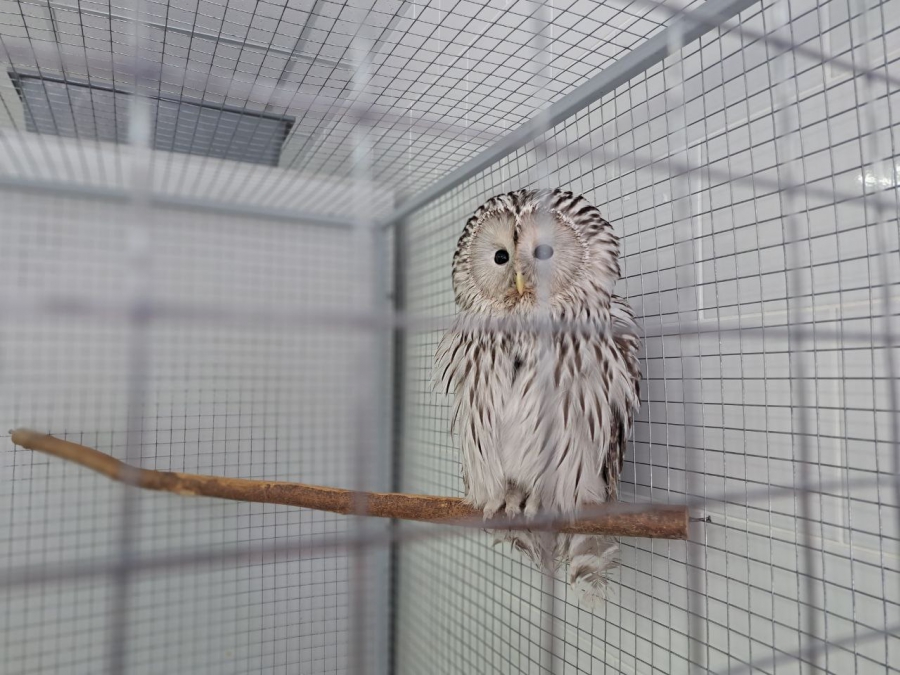 Саратовским журналистам показали растения-хищников и енота Еву