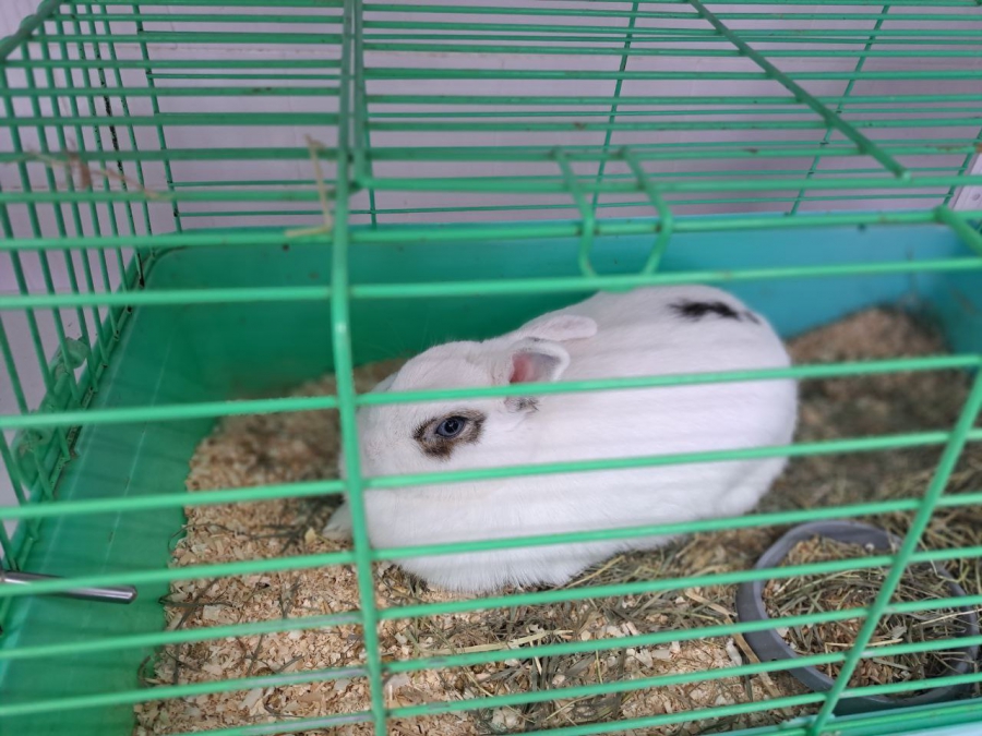 Саратовским журналистам показали растения-хищников и енота Еву