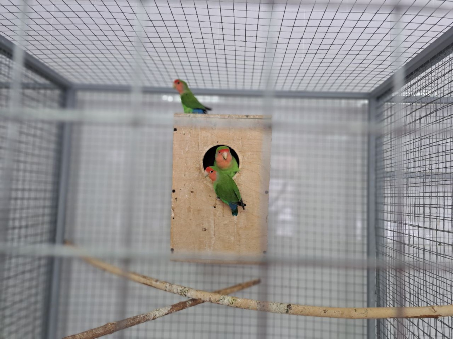 Саратовским журналистам показали растения-хищников и енота Еву