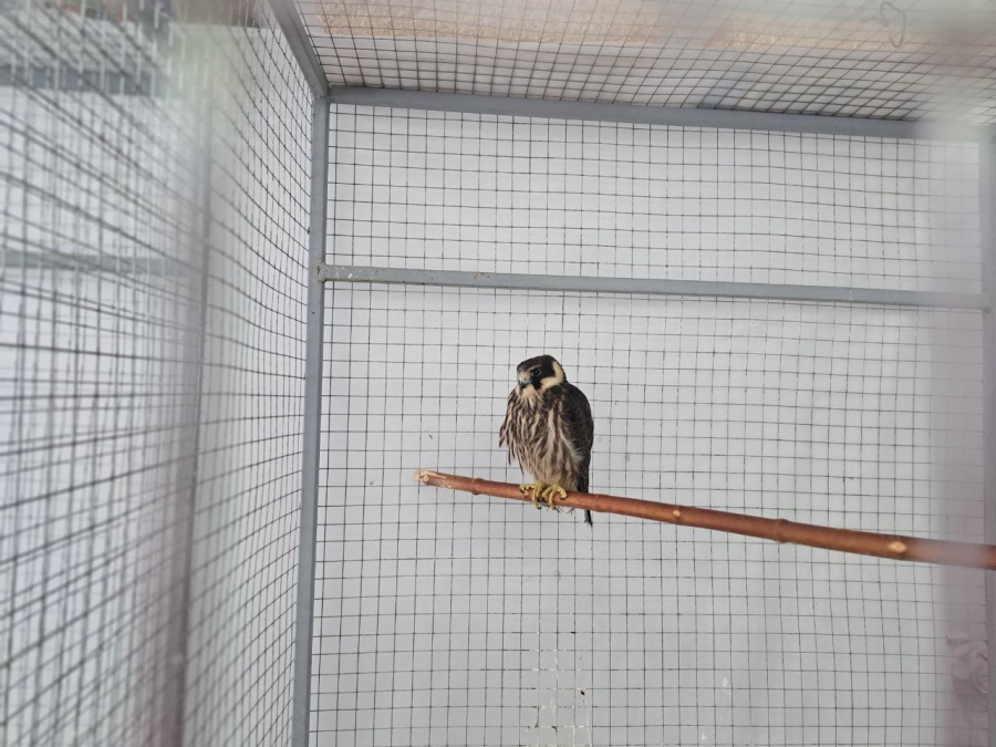 Саратовским журналистам показали растения-хищников и енота Еву