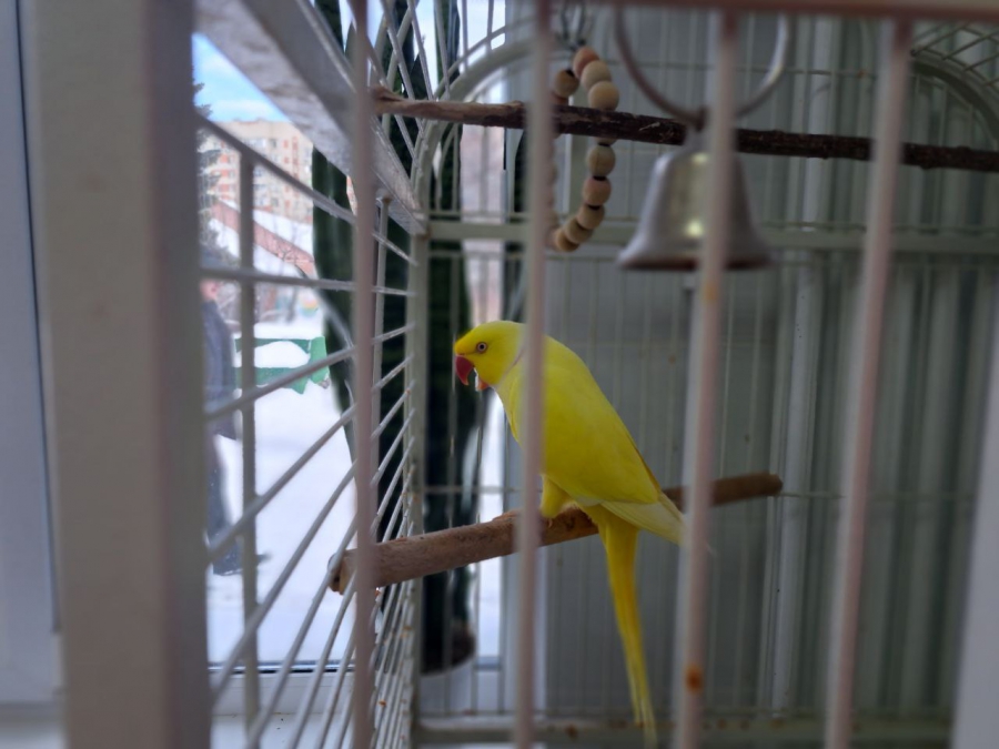 Саратовским журналистам показали растения-хищников и енота Еву