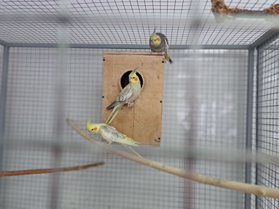 Саратовским журналистам показали растения-хищников и енота Еву