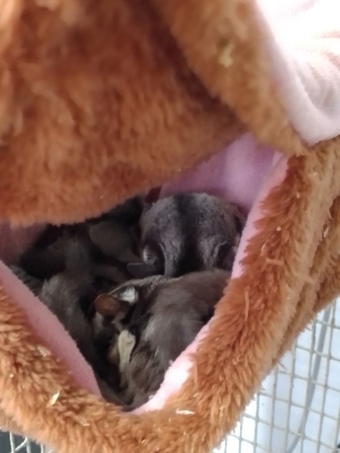 Саратовским журналистам показали растения-хищников и енота Еву