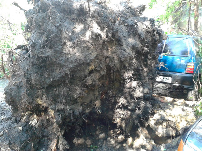 Шторм в Саратове. Деревья упали на машины, дороги и дома