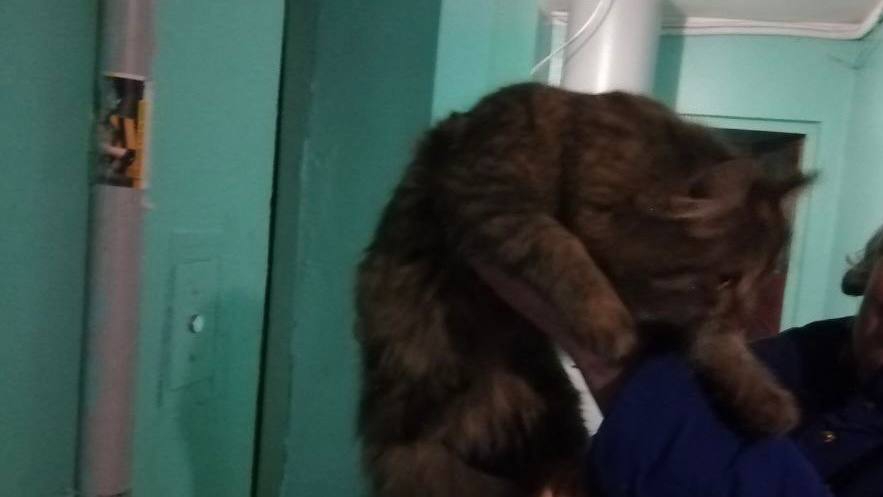 В Балакове спасатели извлекли из вентиляционной шахты кота