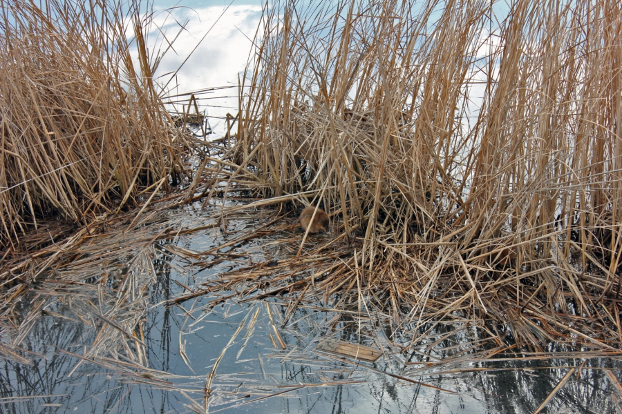 По Волге вдоль Набережной Космонавтов на «островке» дрейфовала ондатра