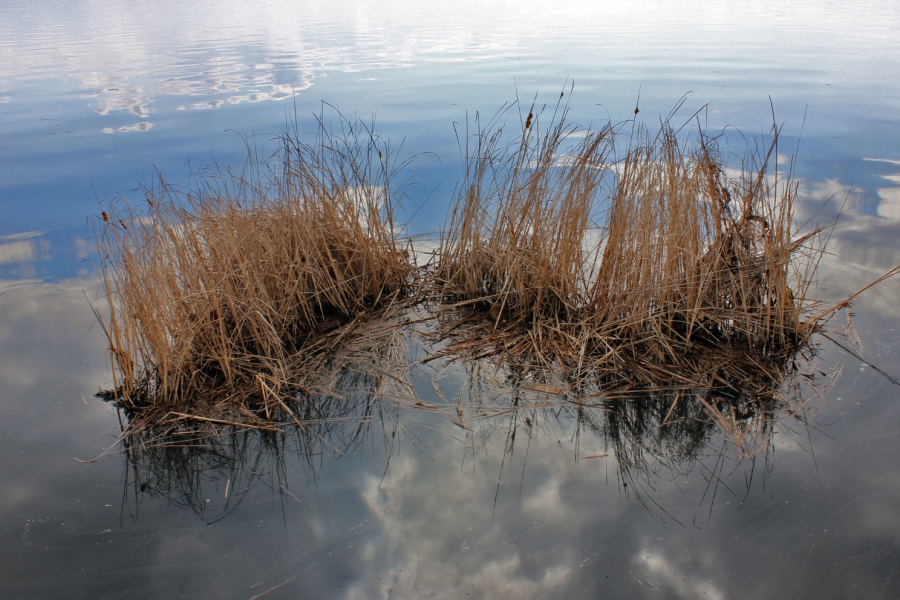 По Волге вдоль Набережной Космонавтов на «островке» дрейфовала ондатра