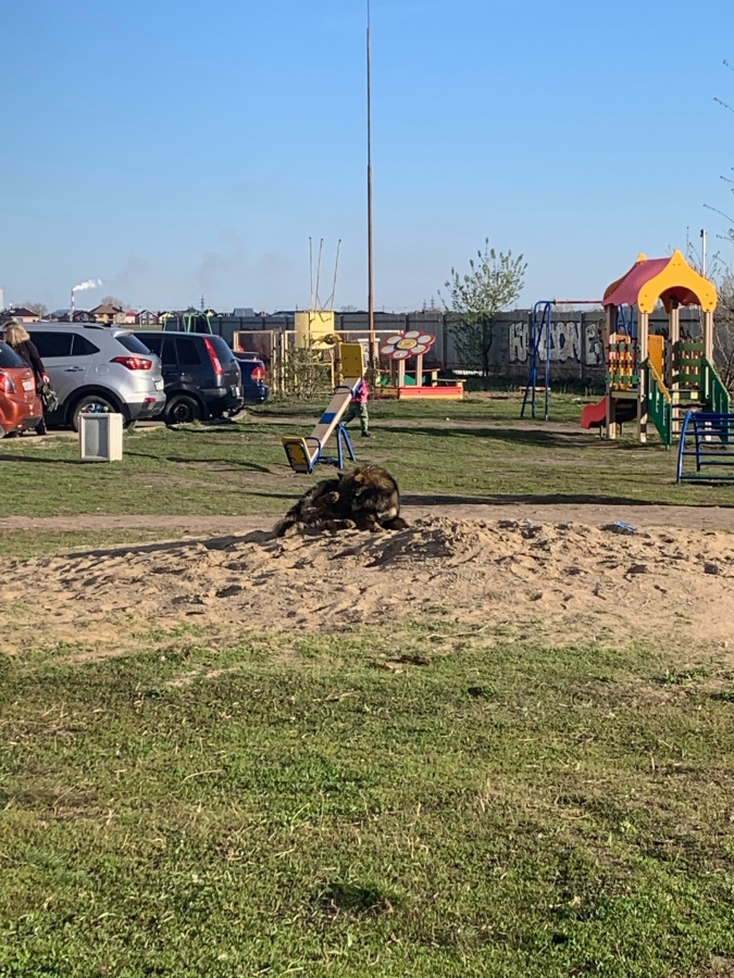 В Балакове женщина спасла ребенка от набросившихся собак