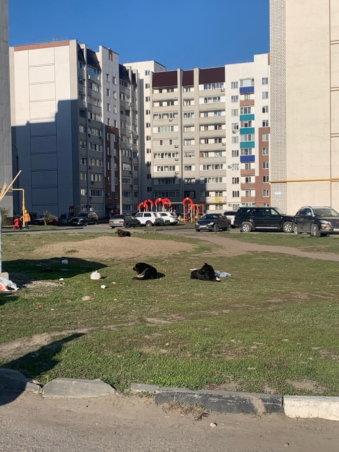 В Балакове женщина спасла ребенка от набросившихся собак