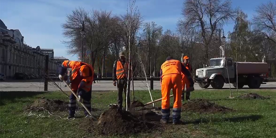 В Саратове за неделю высадили более 400 деревьев