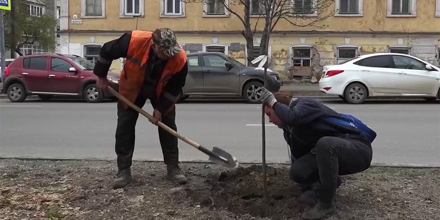 В Саратове за неделю высадили более 400 деревьев