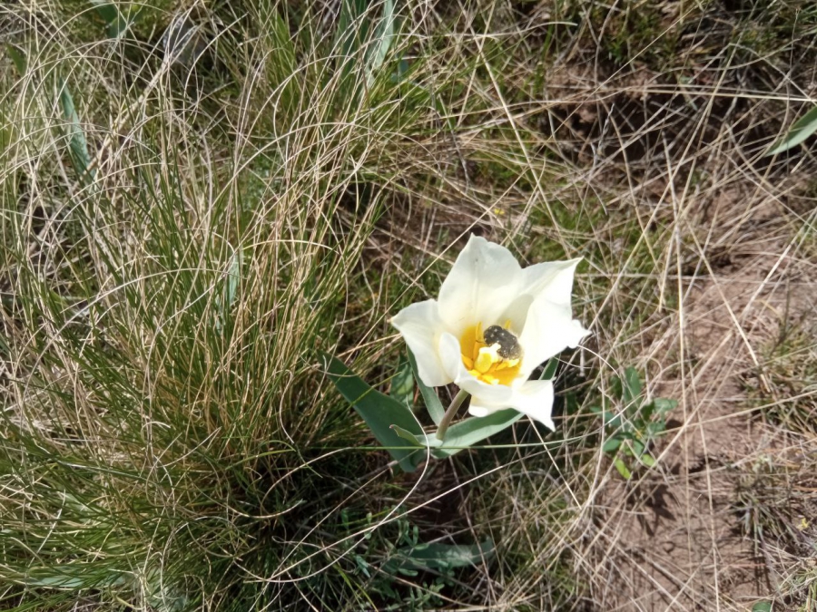 В Ершовском районе создают степь с краснокнижными тюльпанами и ирисами