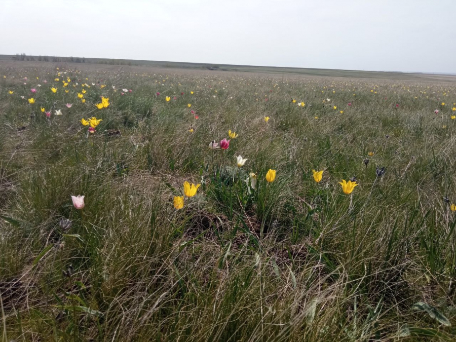 В Ершовском районе создают степь с краснокнижными тюльпанами и ирисами