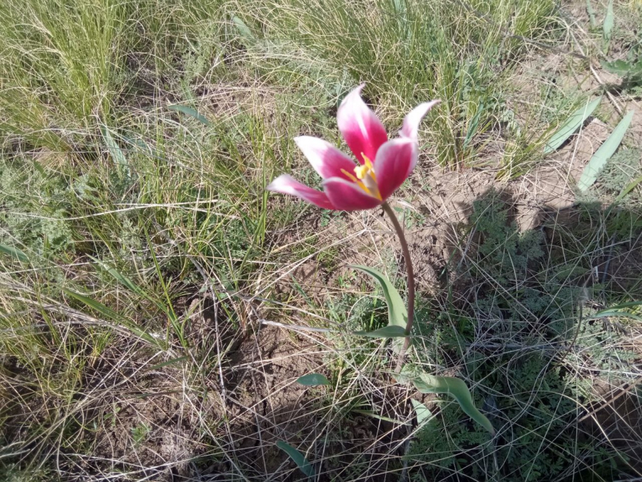 В Ершовском районе создают степь с краснокнижными тюльпанами и ирисами