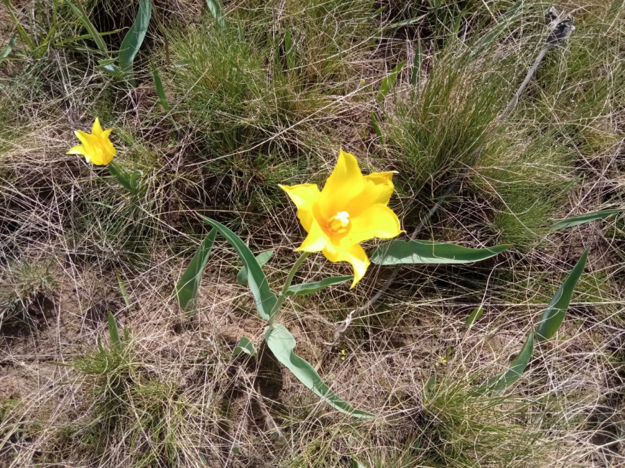 В Ершовском районе создают степь с краснокнижными тюльпанами и ирисами