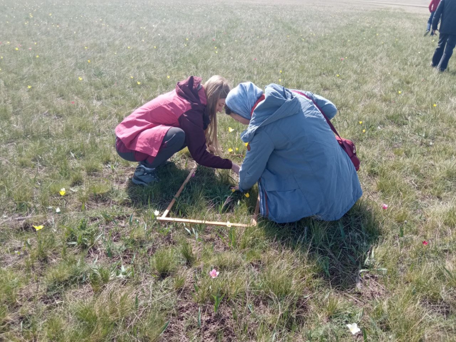 В Ершовском районе создают степь с краснокнижными тюльпанами и ирисами