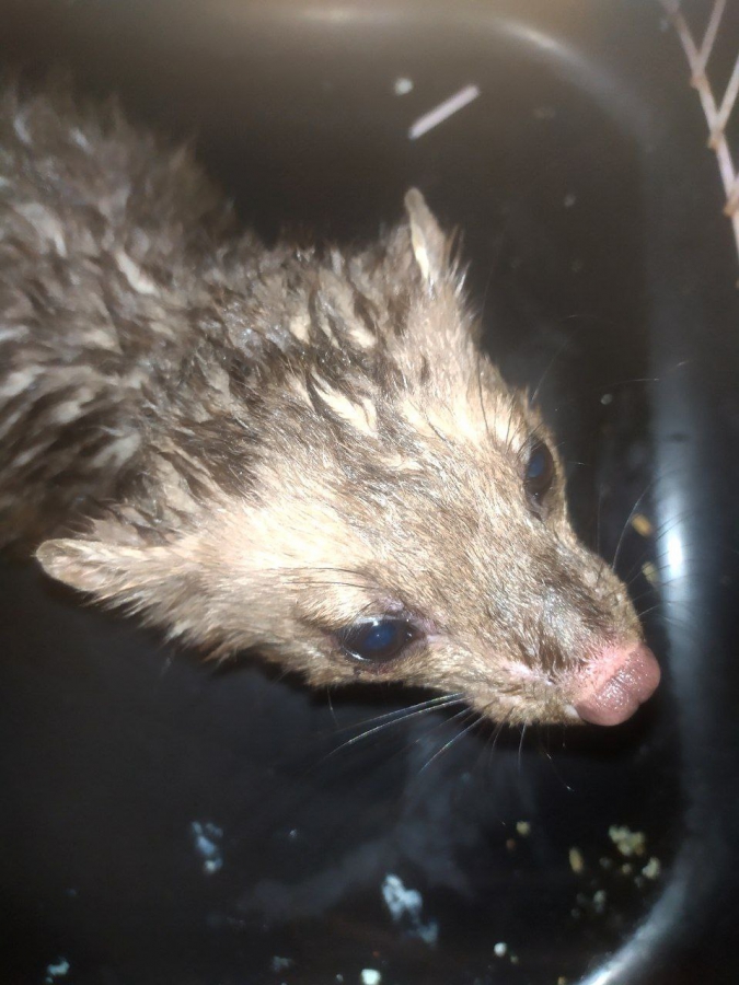 В Саратове волонтеры спасли из фонтана тонувшую куницу