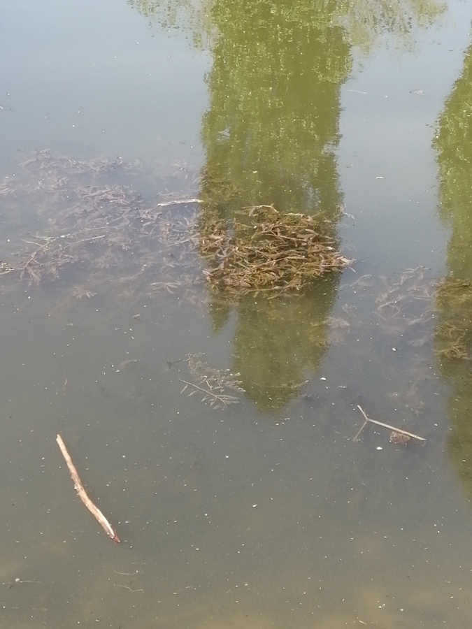 Саратовцы: Пруд в сквере Марины Расковой превратили в ужасную лужу