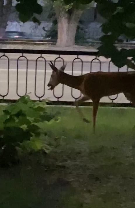 Замеченную на 2-й Дачной косулю могут усыпить из-за травмы черепа