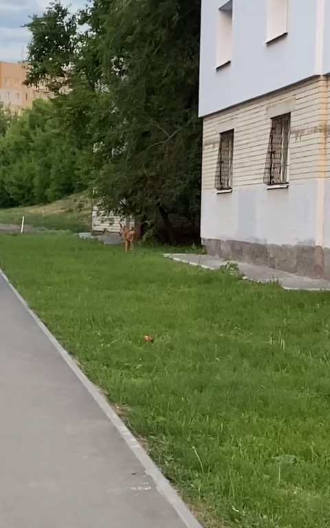 Замеченную на 2-й Дачной косулю могут усыпить из-за травмы черепа