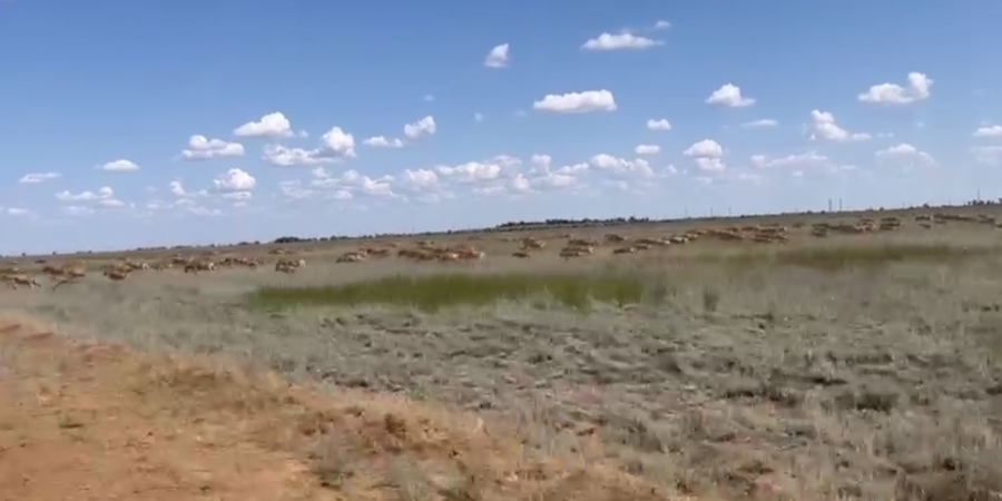 В Александрово-Гайском районе сотни сайгаков наносят урон фермерским хозяйствам