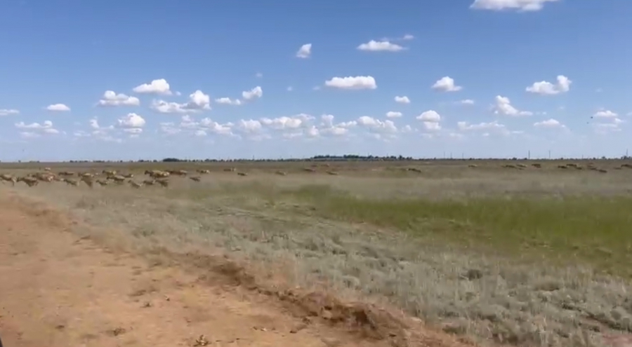 В Александрово-Гайском районе сотни сайгаков наносят урон фермерским хозяйствам
