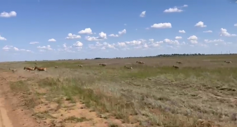 В Александрово-Гайском районе сотни сайгаков наносят урон фермерским хозяйствам