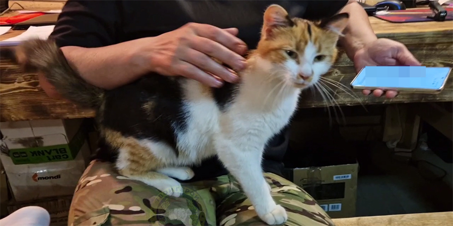 Саратовский 99-й полк попросил прислать гостинцев для беременной кошки Тэшки