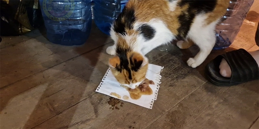 Саратовский 99-й полк попросил прислать гостинцев для беременной кошки Тэшки