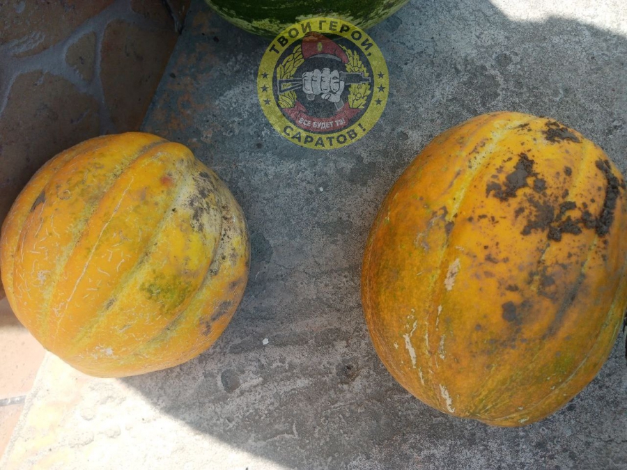 В зоне СВО саратовец-сушист скрутил фронтовые роллы