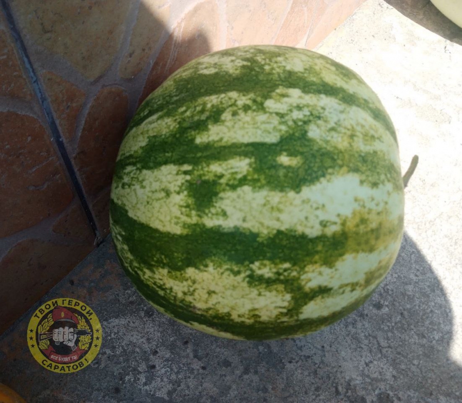 В зоне СВО саратовец-сушист скрутил фронтовые роллы