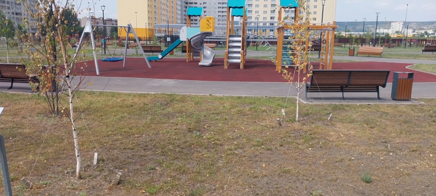 Жители Авиатора пожаловались на засохшие саженцы в сквере