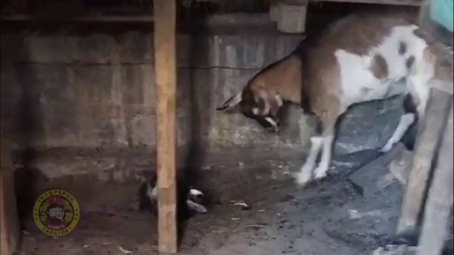 Саратовские бойцы СВО показали рожденного у «Ромашки» козленка