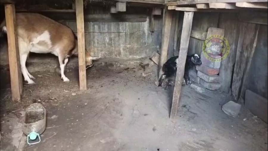 Саратовские бойцы СВО показали рожденного у «Ромашки» козленка