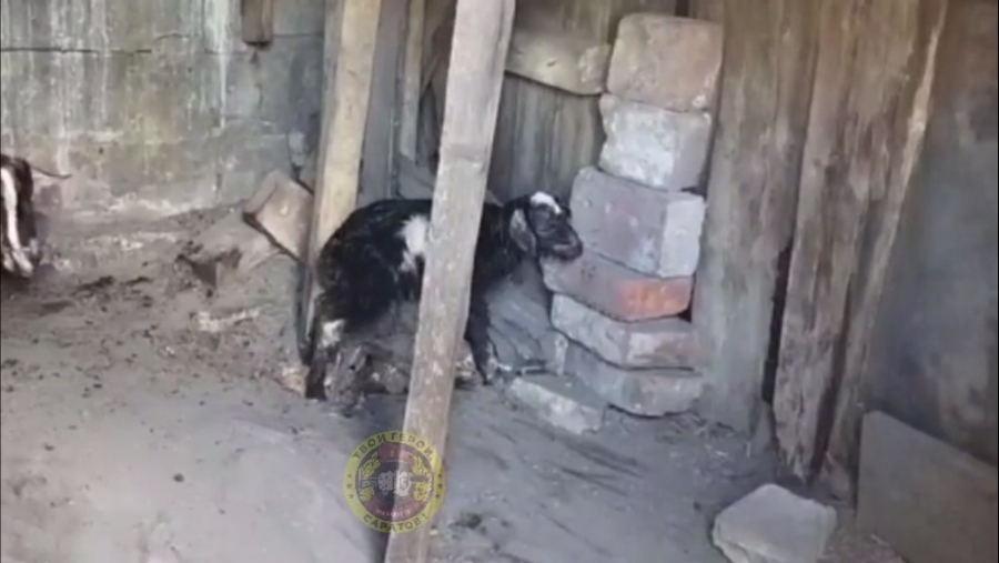 Саратовские бойцы СВО показали рожденного у «Ромашки» козленка