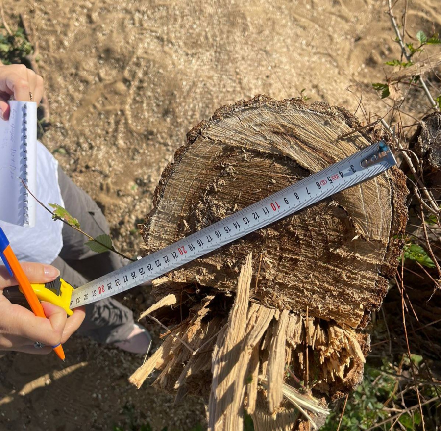 На Комсомольской неизвестные незаконно срубили деревья