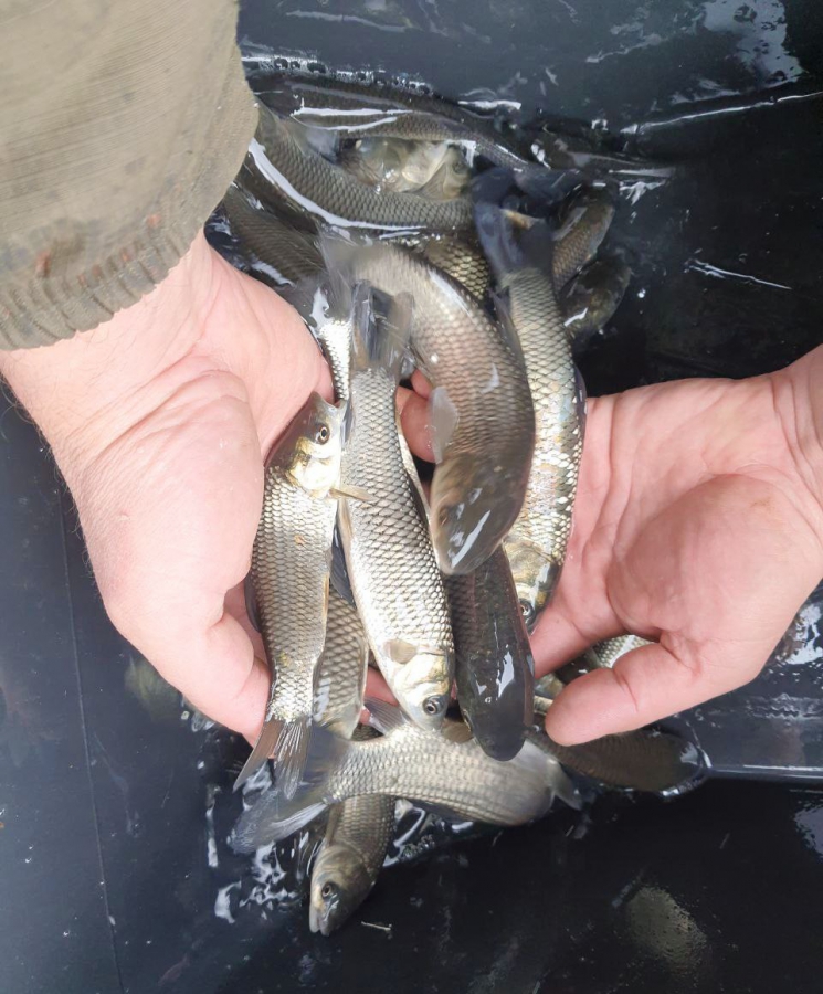 В Саратовской области в Волгу выпустили 4,8 млн мальков